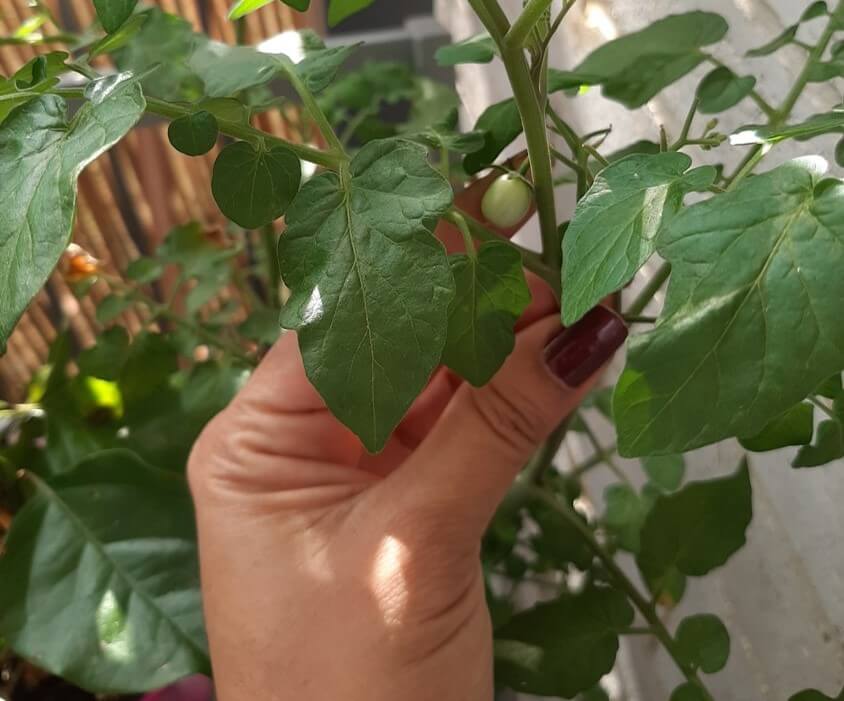 Photograph of a woman's hand showing off her tomato plant. She is showing the one small green tomato on the plant.